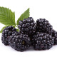 Blackberries for health